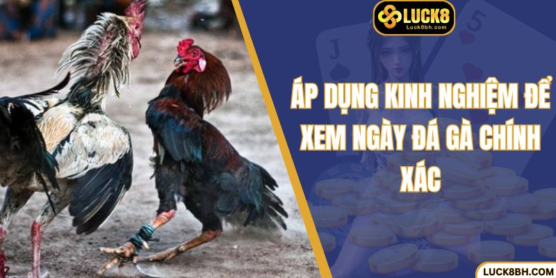 Áp dụng kinh nghiệm để xem ngày đá gà chính xác