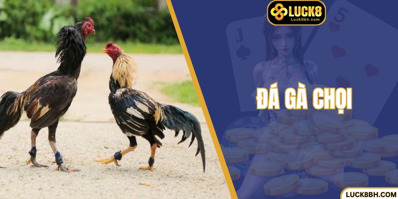 Đá Gà Chọi Luck8 - Trận Đấu Nảy Lửa Và Cơ Hội Thắng Lớn