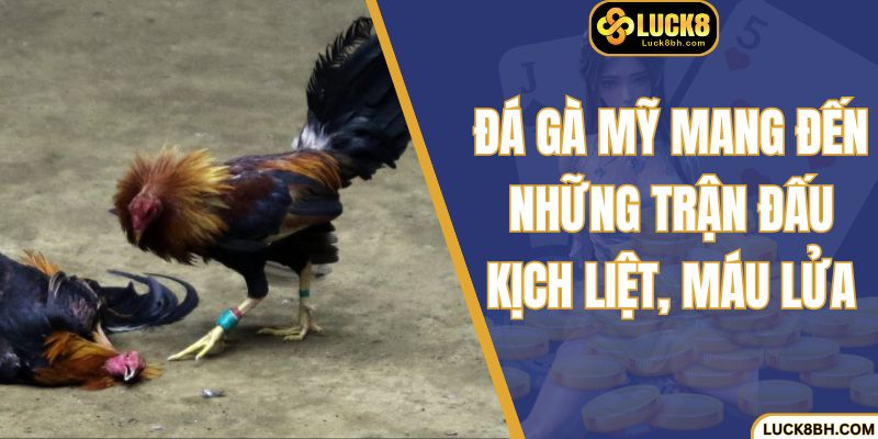 Đá gà Mỹ mang đến những trận đấu kịch liệt, máu lửa
