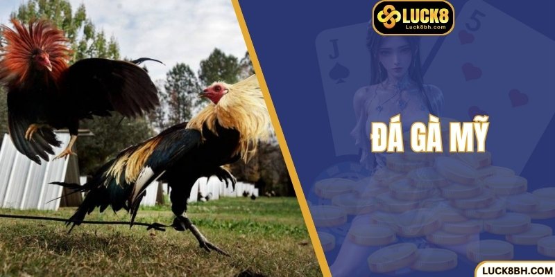 Đá Gà Mỹ – Chiến Kê Tuyệt Đỉnh Và Trận Đấu Để  Lại Dấu Ấn
