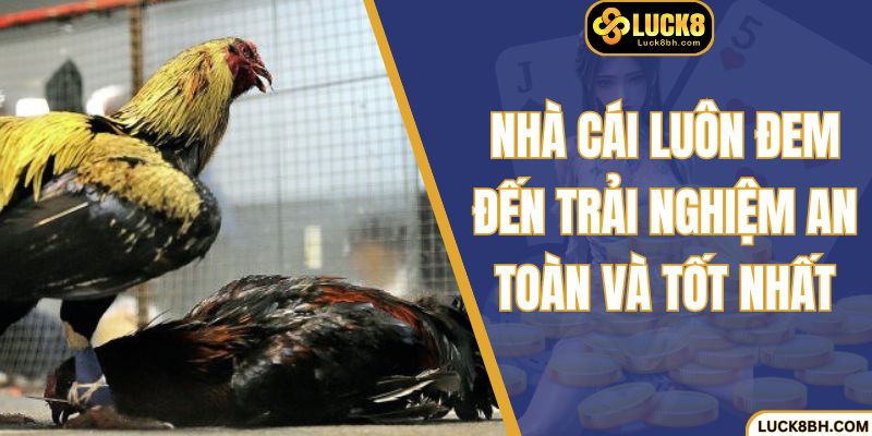 Nhà cái luôn đem đến trải nghiệm an toàn và tốt nhất