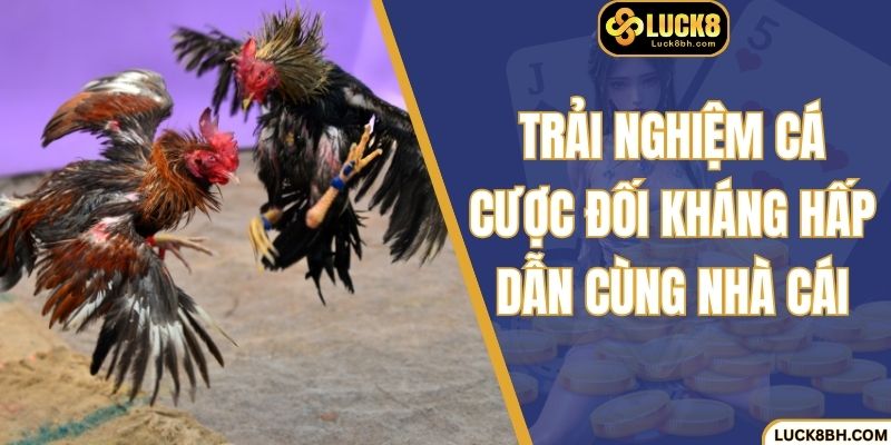 Trải nghiệm cá cược đối kháng hấp dẫn cùng nhà cái