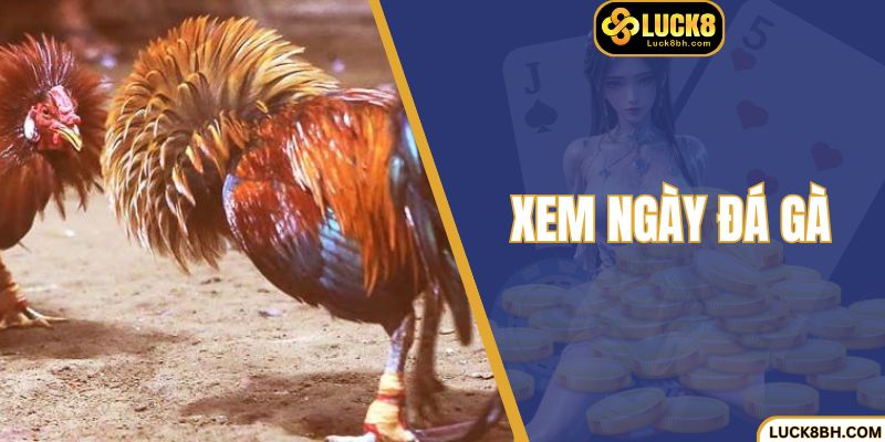 Xem Ngày Đá Gà Chuẩn Giúp Cược Thủ Luck8 Thắng Lớn 